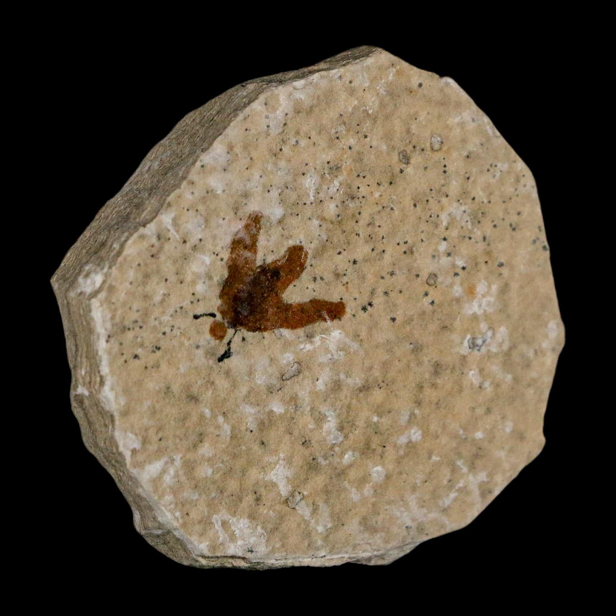 0.5 Detailed Fossil March Fly Insect Green River FM Uintah County UT Eocene Age - Fossil Age Minerals
