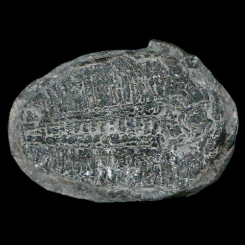 1.2" Elrathia Kingi Trilobite Fossil Utah Cambrian Age 521 Million Years Old COA - Fossil Age Minerals