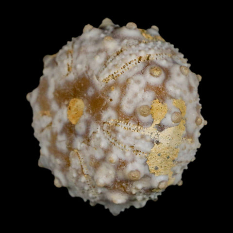 29MM Detailed Fossil Goniopygus Sp Sea Urchin Echinoid Cretaceous Morocco - Fossil Age Minerals