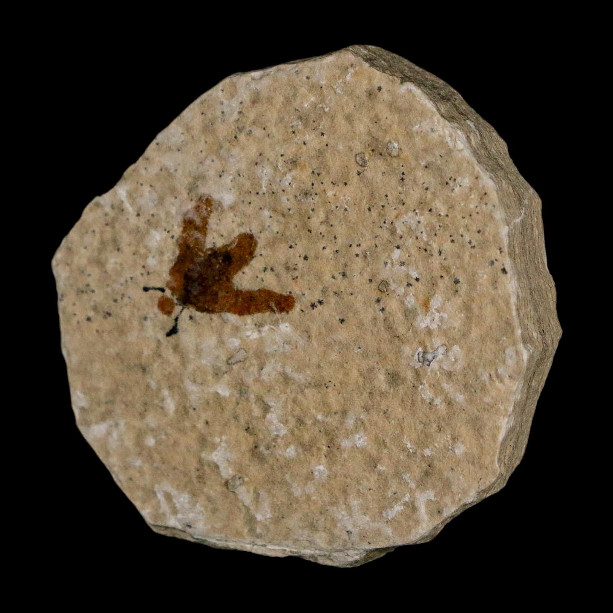 0.5 Detailed Fossil March Fly Insect Green River FM Uintah County UT Eocene Age - Fossil Age Minerals