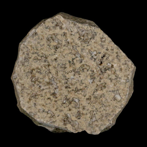 0.5 Detailed Fossil March Fly Insect Green River FM Uintah County UT Eocene Age