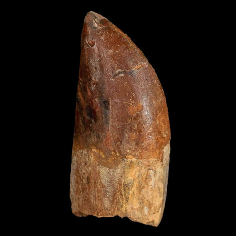 2.4" Carcharodontosaurus Fossil Tooth Cretaceous Theropod Dinosaur Display, COA - Fossil Age Minerals