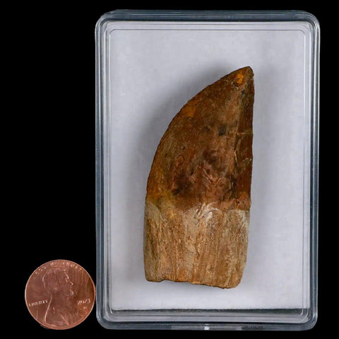 2.4" Carcharodontosaurus Fossil Tooth Cretaceous Theropod Dinosaur Display, COA - Fossil Age Minerals
