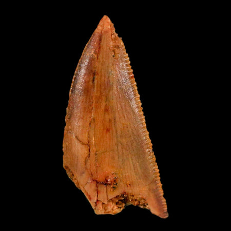 0.8" Abelisaur Serrated Tooth Fossil Cretaceous Age Dinosaur Morocco COA, Display