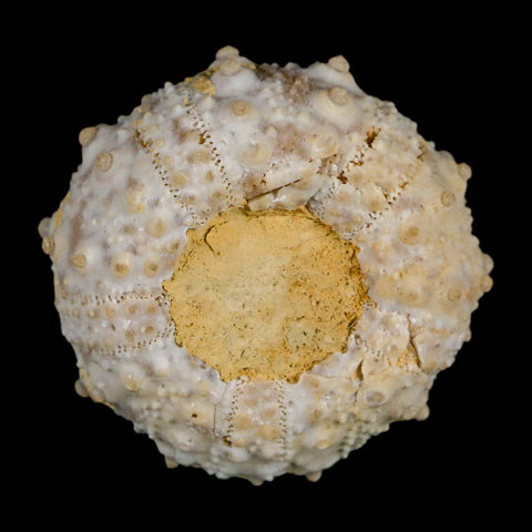 29MM Detailed Fossil Goniopygus Sp Sea Urchin Echinoid Cretaceous Morocco - Fossil Age Minerals
