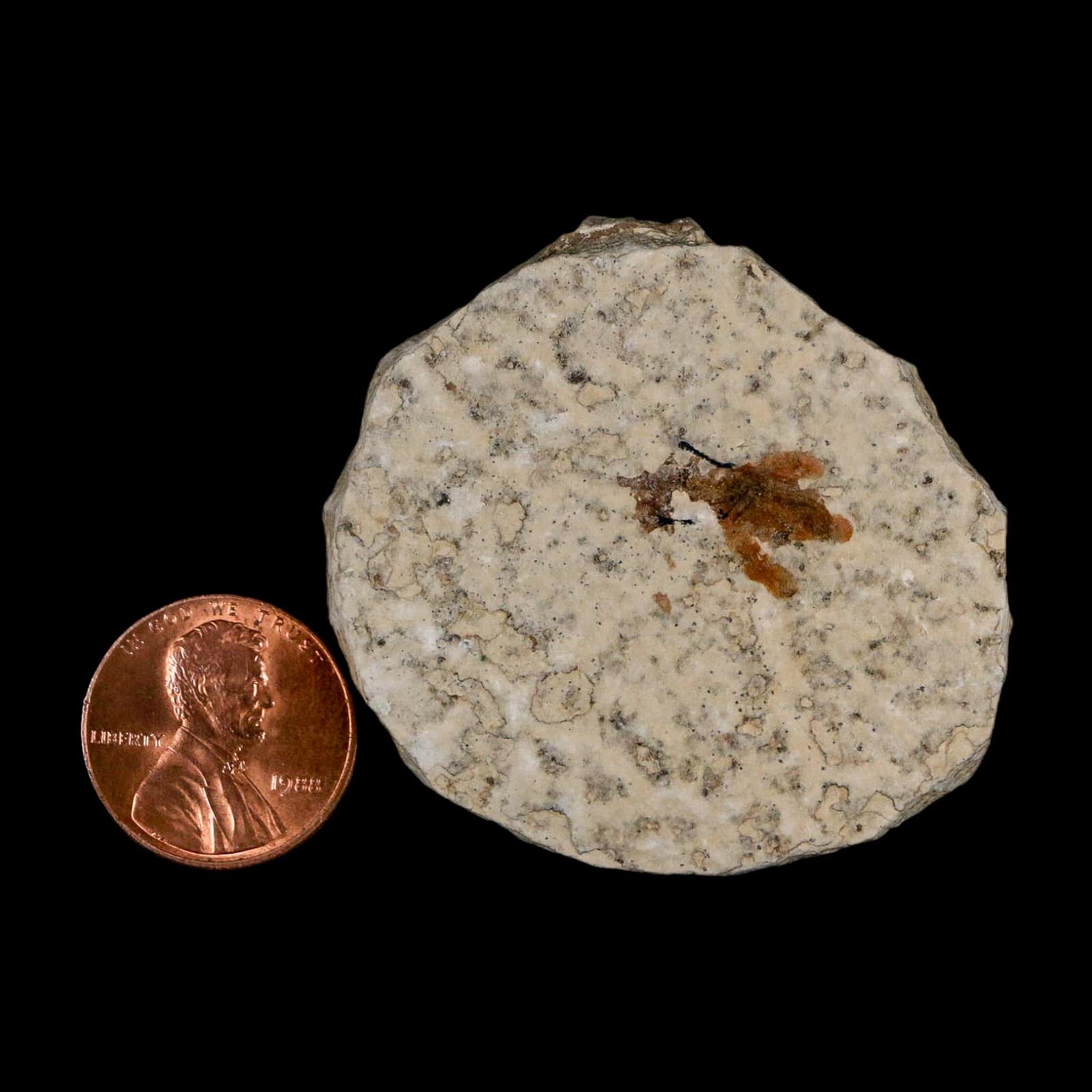 0.6 Detailed Fossil March Fly Insect Green River FM Uintah County UT Eocene Age - Fossil Age Minerals