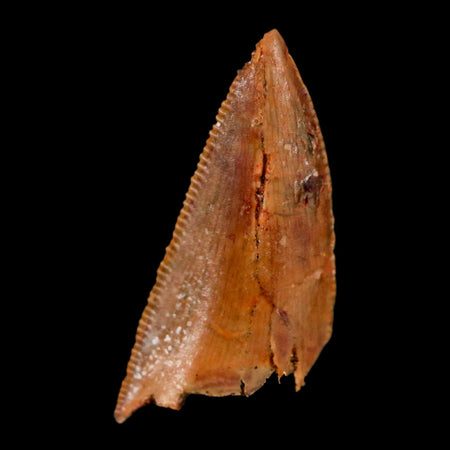 0.8" Abelisaur Serrated Tooth Fossil Cretaceous Age Dinosaur Morocco COA, Display