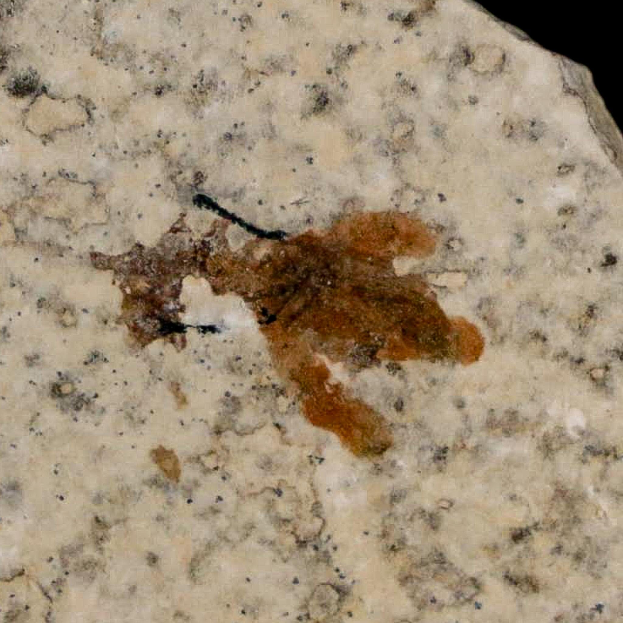 0.6 Detailed Fossil March Fly Insect Green River FM Uintah County UT Eocene Age - Fossil Age Minerals