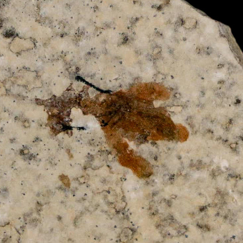 0.6 Detailed Fossil March Fly Insect Green River FM Uintah County UT Eocene Age
