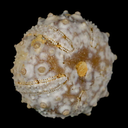 29MM Detailed Fossil Goniopygus Sp Sea Urchin Echinoid Cretaceous Morocco