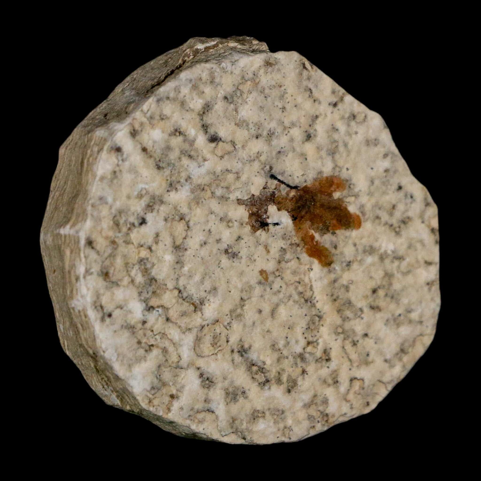 0.6 Detailed Fossil March Fly Insect Green River FM Uintah County UT Eocene Age - Fossil Age Minerals