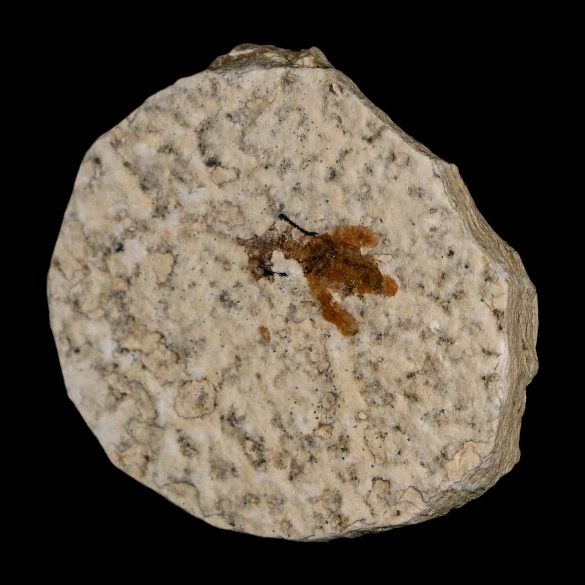 0.6 Detailed Fossil March Fly Insect Green River FM Uintah County UT Eocene Age - Fossil Age Minerals