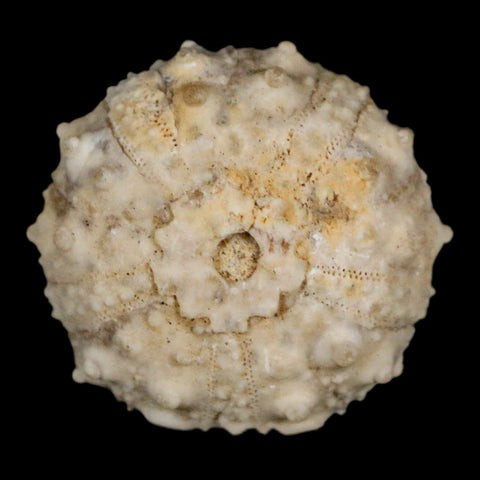 28MM Detailed Fossil Goniopygus Sp Sea Urchin Echinoid Cretaceous Morocco - Fossil Age Minerals