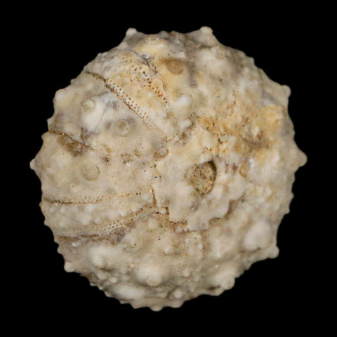 28MM Detailed Fossil Goniopygus Sp Sea Urchin Echinoid Cretaceous Morocco - Fossil Age Minerals