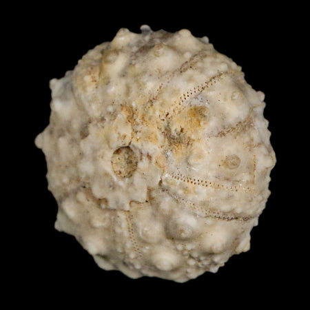 28MM Detailed Fossil Goniopygus Sp Sea Urchin Echinoid Cretaceous Morocco