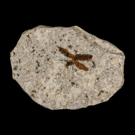 0.7 Detailed Fossil March Fly Insect Green River FM Uintah County UT Eocene Age