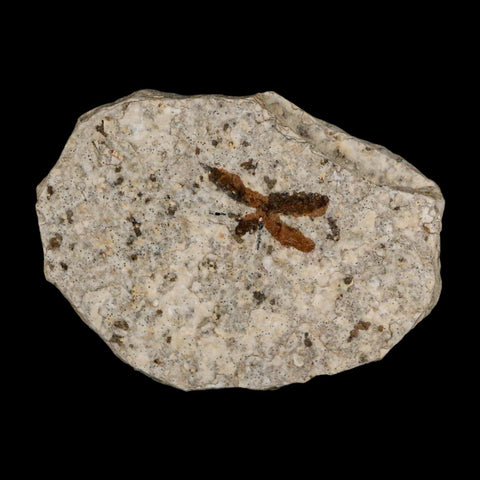 0.7 Detailed Fossil March Fly Insect Green River FM Uintah County UT Eocene Age