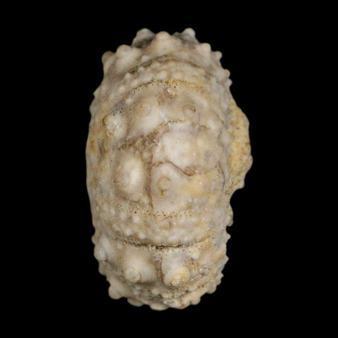 28MM Detailed Fossil Goniopygus Sp Sea Urchin Echinoid Cretaceous Morocco - Fossil Age Minerals