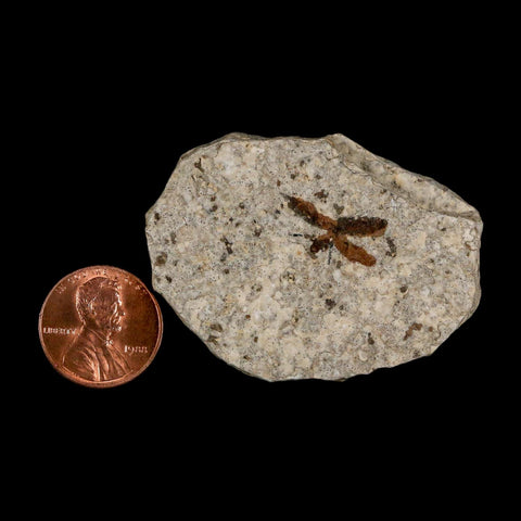 0.7 Detailed Fossil March Fly Insect Green River FM Uintah County UT Eocene Age