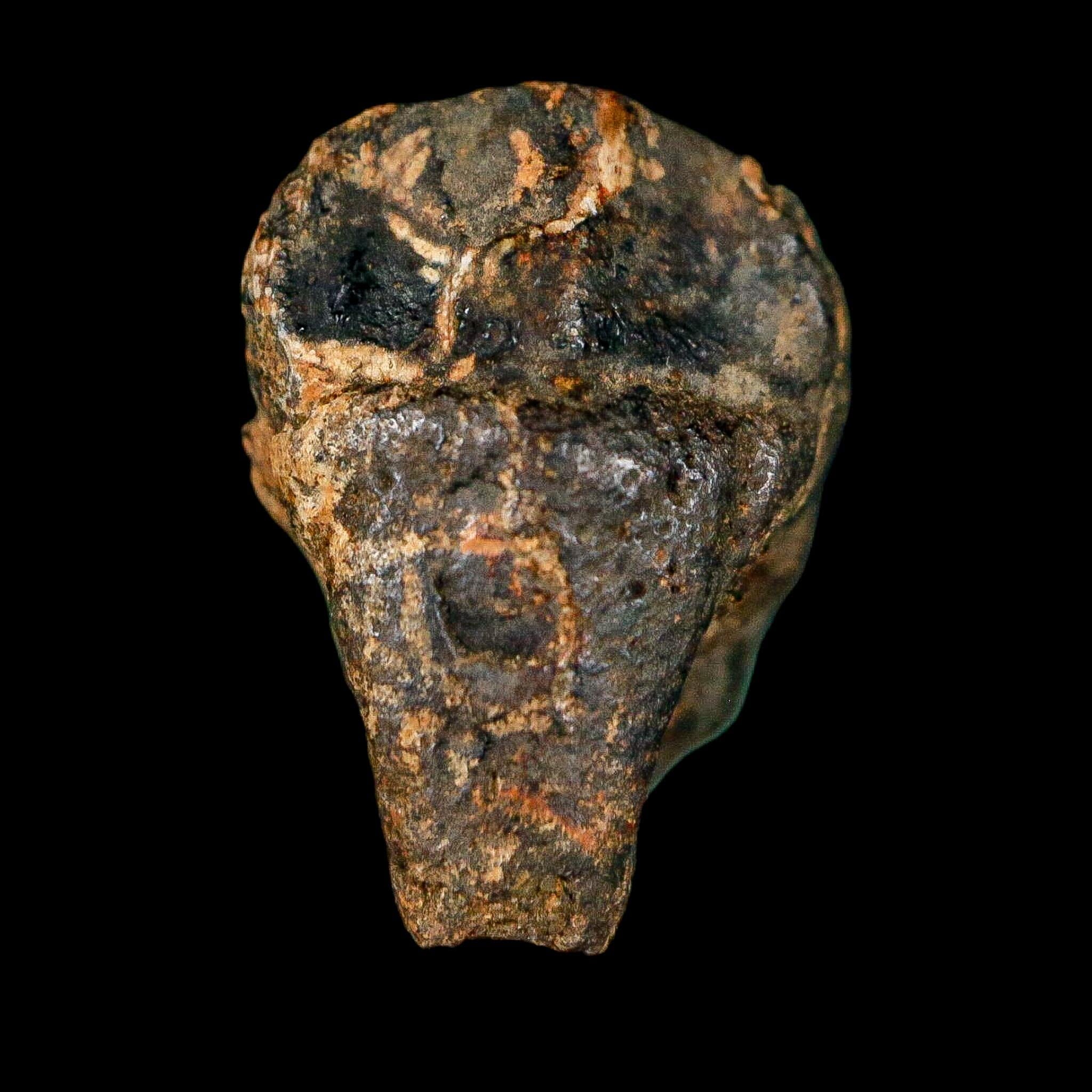 0.7" Triceratops Fossil Crown Tooth Hell Creek FM Cretaceous Dinosaur MT COA - Fossil Age Minerals