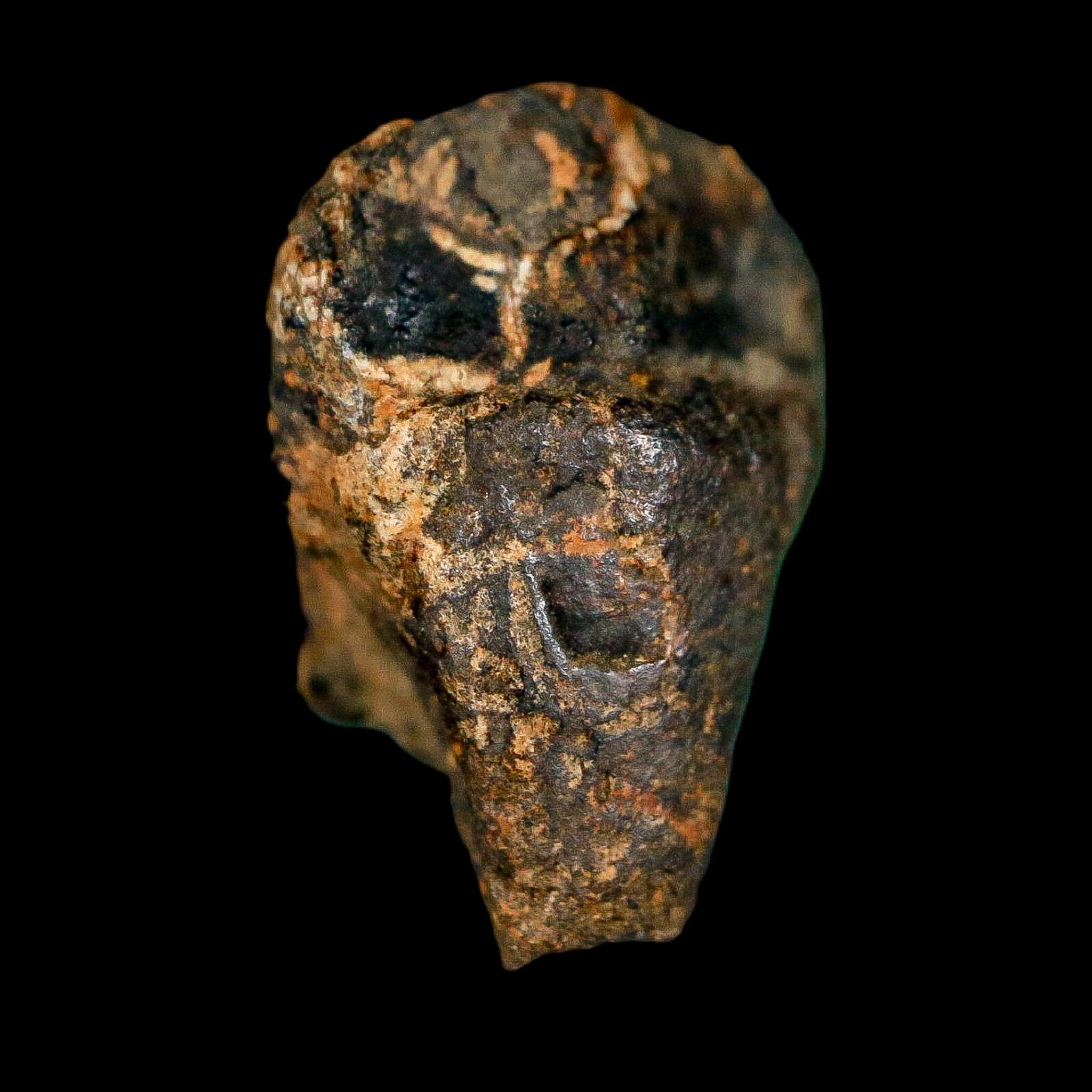 0.7" Triceratops Fossil Crown Tooth Hell Creek FM Cretaceous Dinosaur MT COA - Fossil Age Minerals