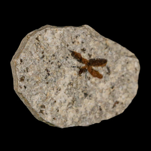 0.7 Detailed Fossil March Fly Insect Green River FM Uintah County UT Eocene Age