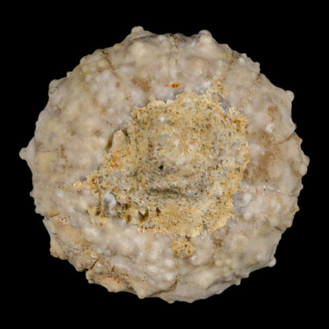 28MM Detailed Fossil Goniopygus Sp Sea Urchin Echinoid Cretaceous Morocco - Fossil Age Minerals