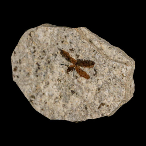 0.7 Detailed Fossil March Fly Insect Green River FM Uintah County UT Eocene Age
