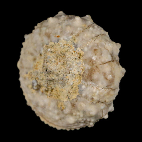 28MM Detailed Fossil Goniopygus Sp Sea Urchin Echinoid Cretaceous Morocco - Fossil Age Minerals