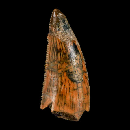 0.9" Abelisaur Serrated Tooth Fossil Cretaceous Age Dinosaur Morocco COA, Display