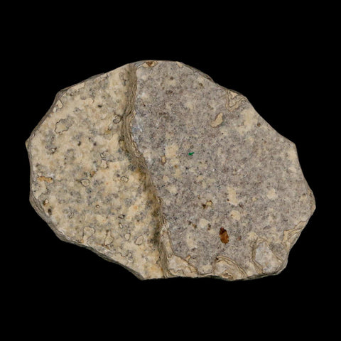 0.7 Detailed Fossil March Fly Insect Green River FM Uintah County UT Eocene Age