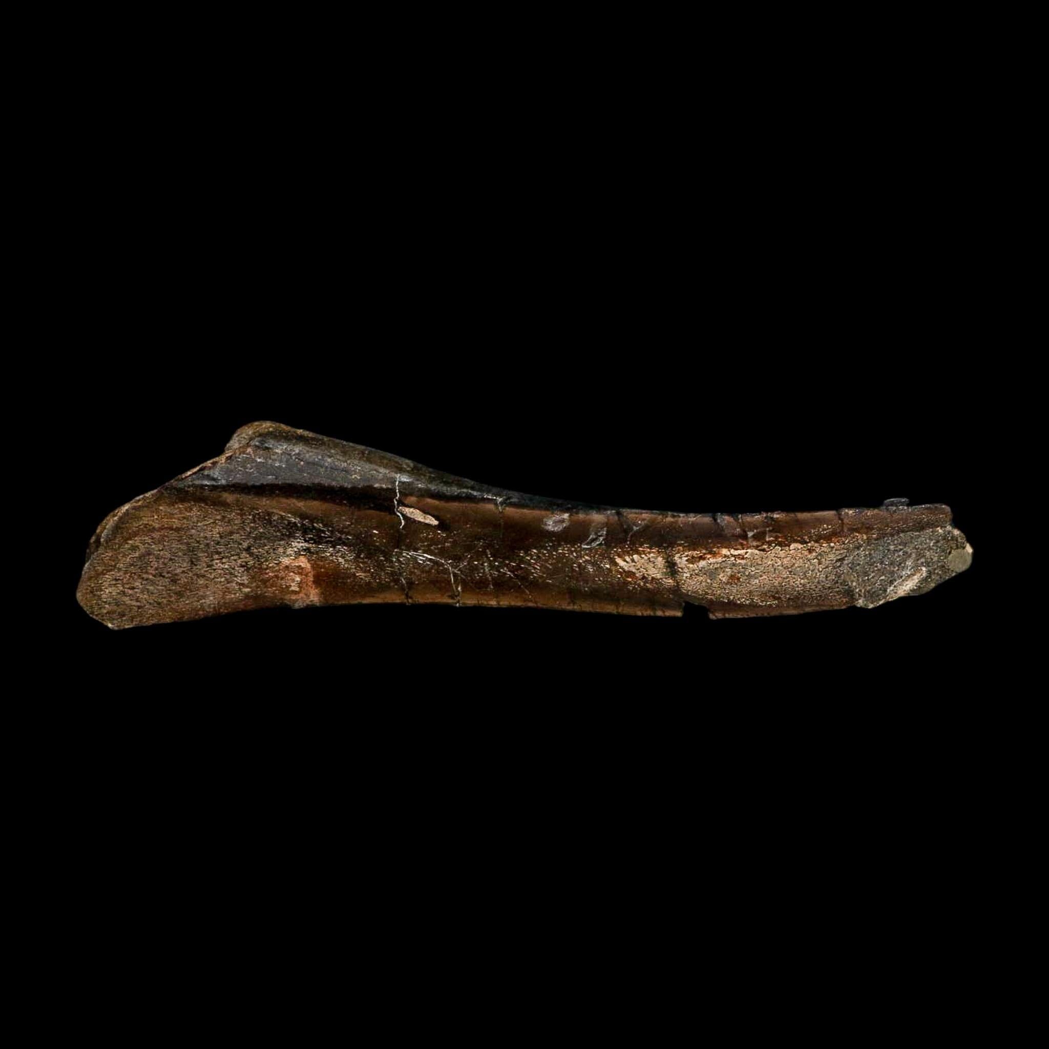 8.3" Polished Hypacrosaurus Dinosaur Fossil Metacarpal Two Medicine FM MT COA - Fossil Age Minerals