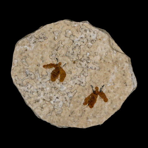 2 Two Detailed Fossil March Fly Insect Green River FM Uintah County UT Eocene Age