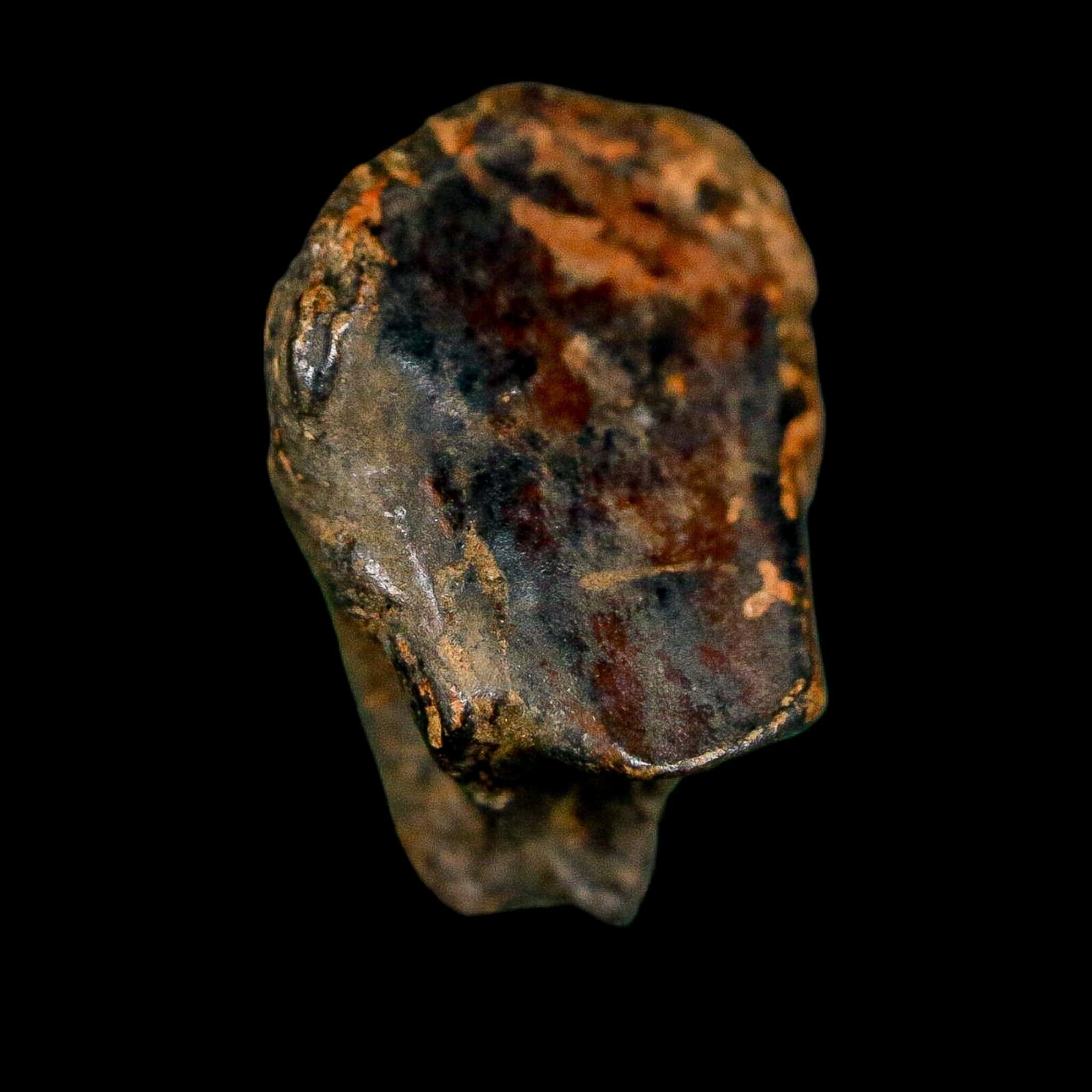 0.7" Triceratops Fossil Crown Tooth Hell Creek FM Cretaceous Dinosaur MT COA - Fossil Age Minerals