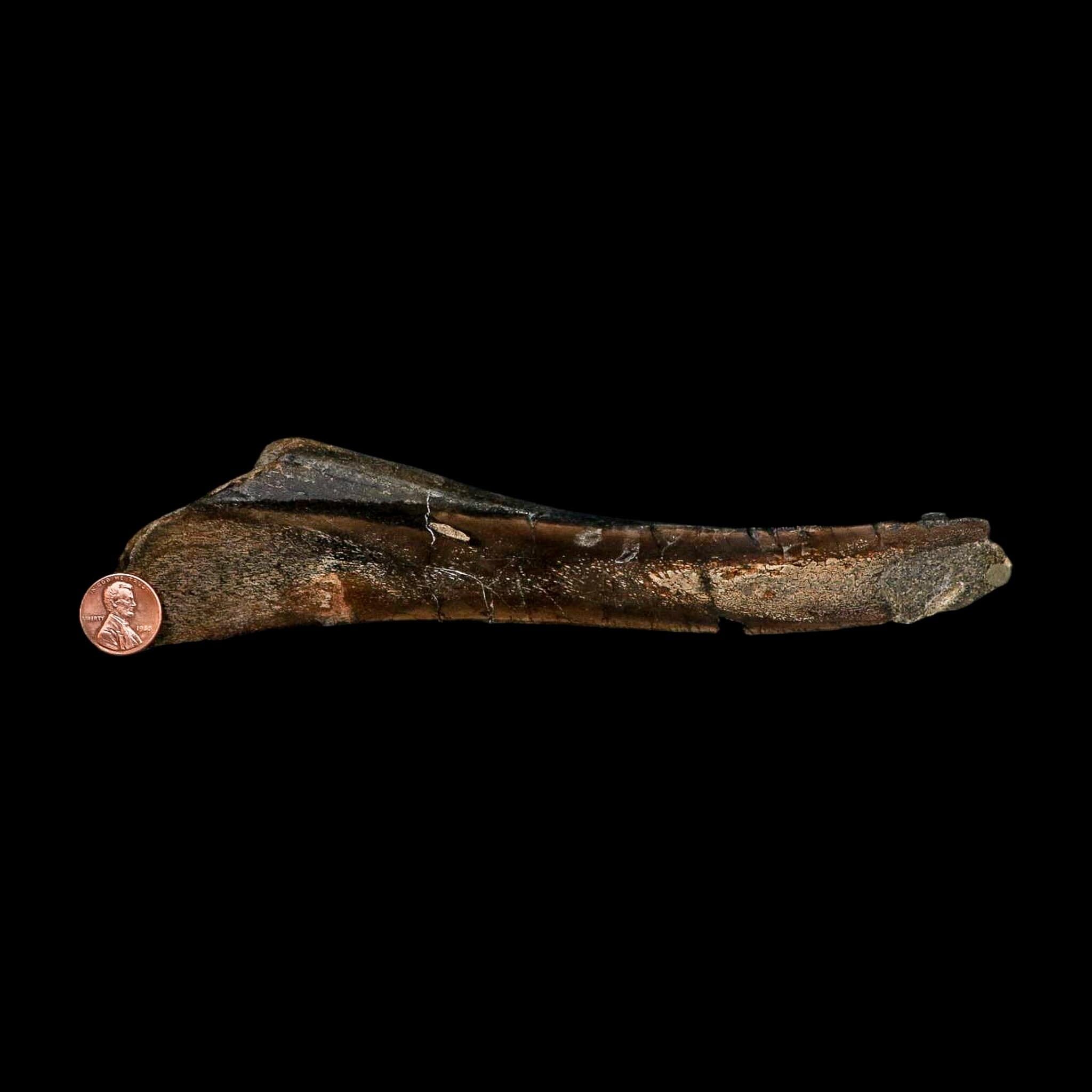 8.3" Polished Hypacrosaurus Dinosaur Fossil Metacarpal Two Medicine FM MT COA - Fossil Age Minerals