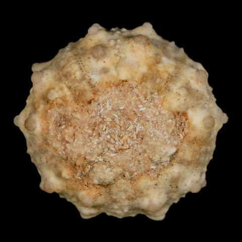 30MM Detailed Fossil Goniopygus Sp Sea Urchin Echinoid Cretaceous Morocco - Fossil Age Minerals