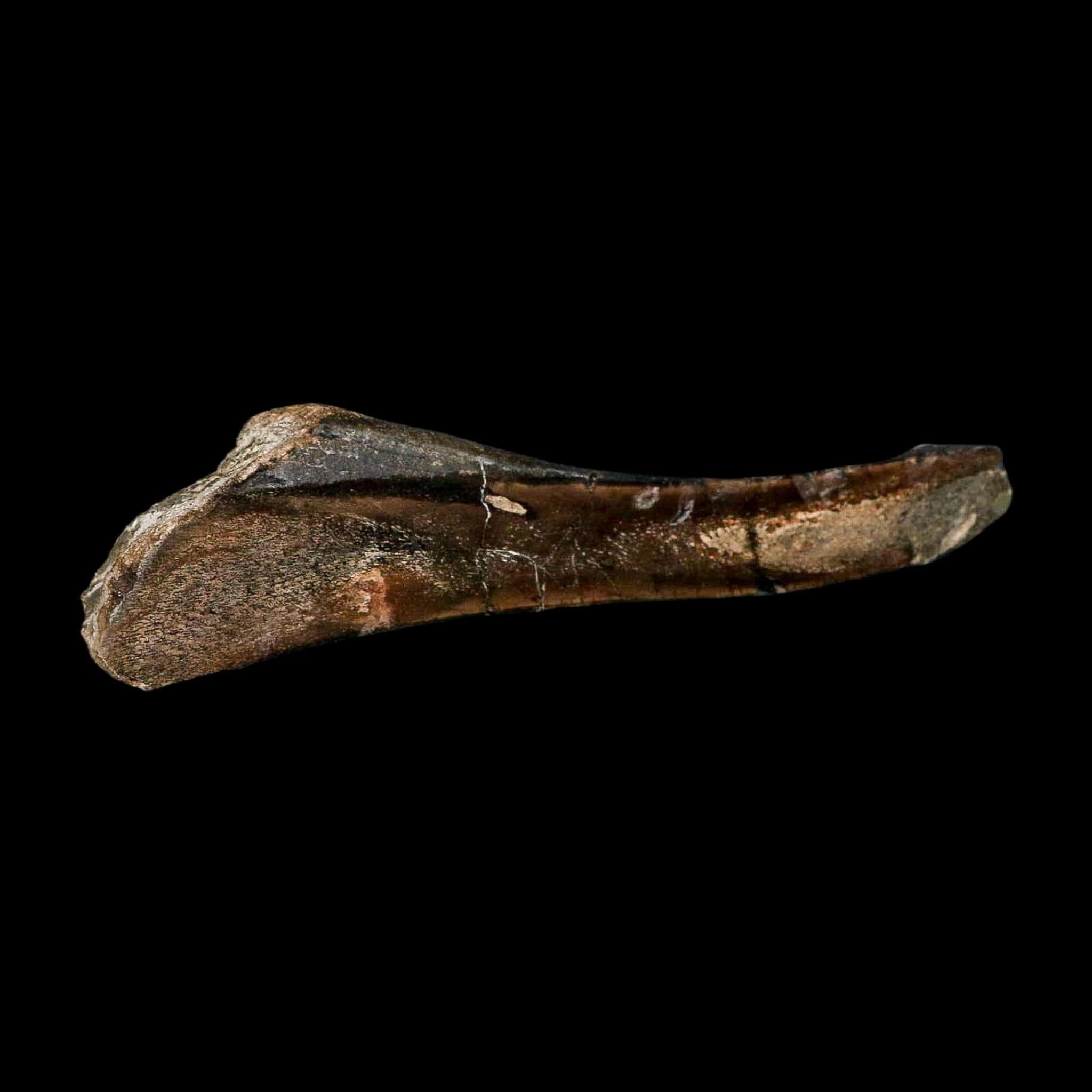 8.3" Polished Hypacrosaurus Dinosaur Fossil Metacarpal Two Medicine FM MT COA - Fossil Age Minerals