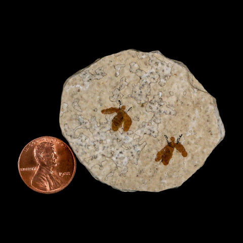 2 Two Detailed Fossil March Fly Insect Green River FM Uintah County UT Eocene Age