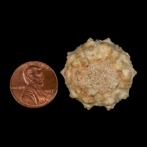 30MM Detailed Fossil Goniopygus Sp Sea Urchin Echinoid Cretaceous Morocco - Fossil Age Minerals