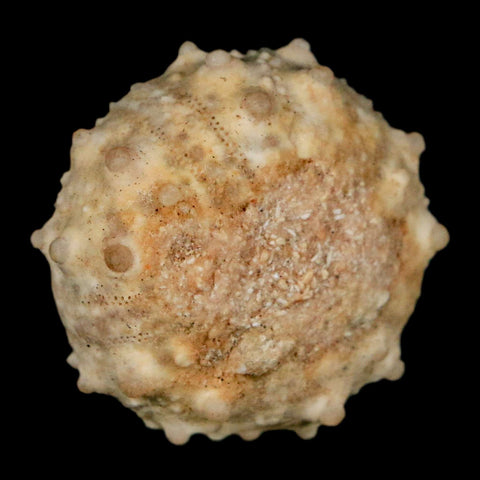 30MM Detailed Fossil Goniopygus Sp Sea Urchin Echinoid Cretaceous Morocco - Fossil Age Minerals
