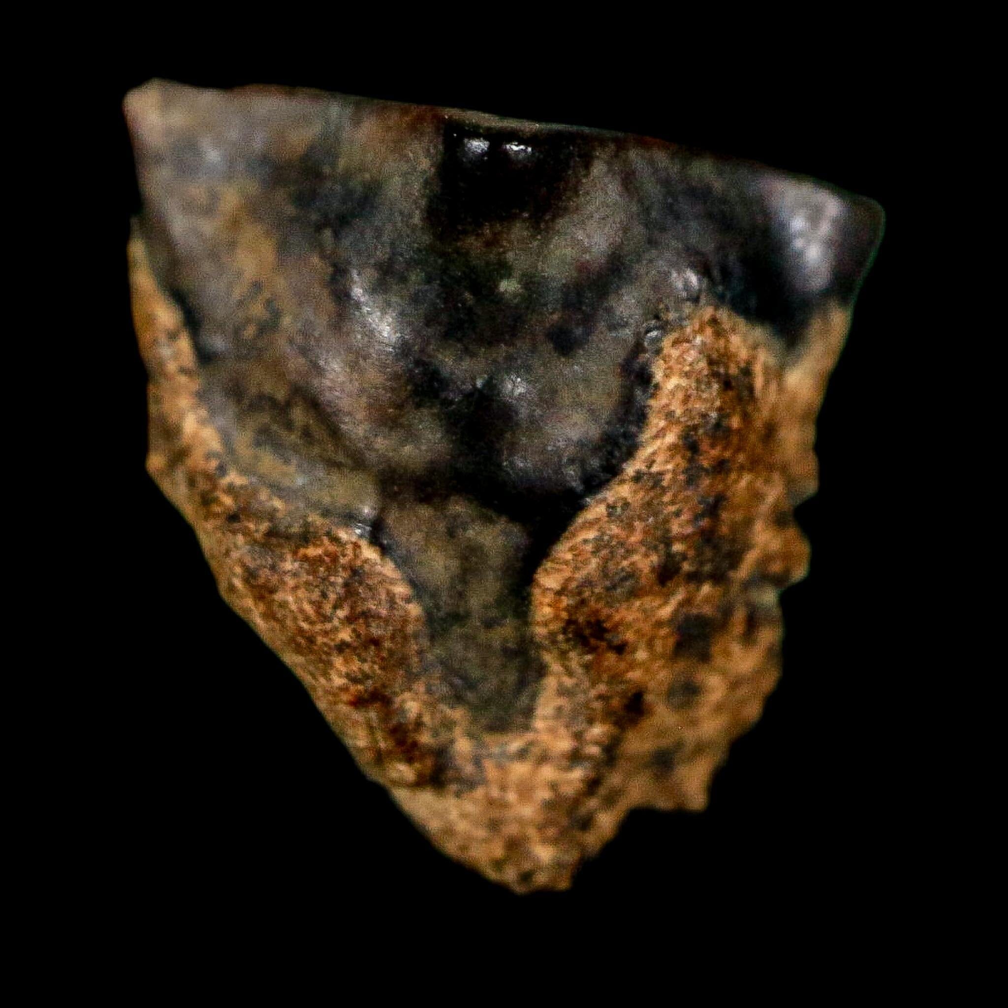 0.5" Triceratops Fossil Tooth Lance Creek FM Cretaceous Dinosaur WY COA Display - Fossil Age Minerals