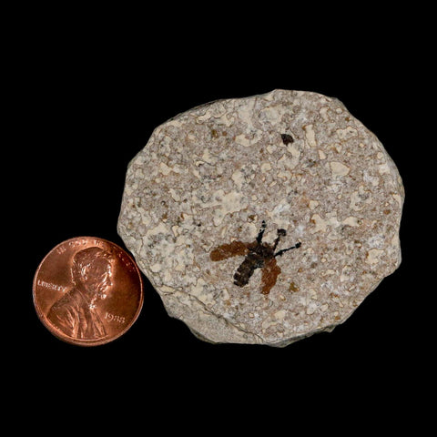 0.5 Detailed Fossil March Fly Insect Green River FM Uintah County UT Eocene Age