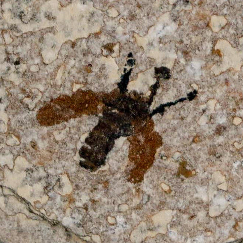 0.5 Detailed Fossil March Fly Insect Green River FM Uintah County UT Eocene Age