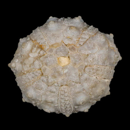 31MM Detailed Fossil Goniopygus Sp Sea Urchin Echinoid Cretaceous Morocco