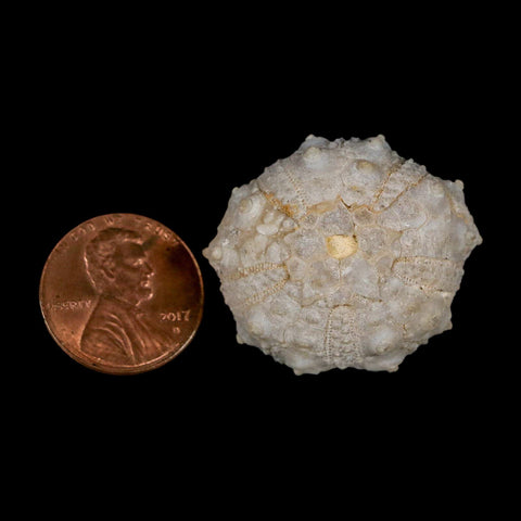 31MM Detailed Fossil Goniopygus Sp Sea Urchin Echinoid Cretaceous Morocco - Fossil Age Minerals