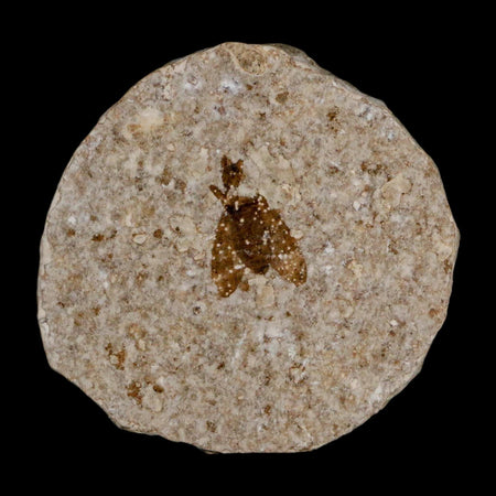 0.5 Detailed Fossil March Fly Insect Green River FM Uintah County UT Eocene Age