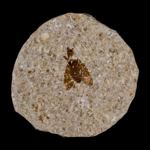 0.5 Detailed Fossil March Fly Insect Green River FM Uintah County UT Eocene Age