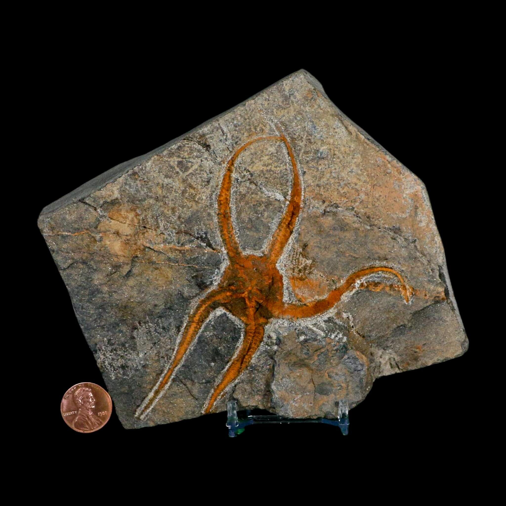4.3" Brittlestar Ophiura Sp Starfish Fossil Ordovician Age Morocco COA & Stand - Fossil Age Minerals