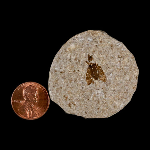 0.5 Detailed Fossil March Fly Insect Green River FM Uintah County UT Eocene Age