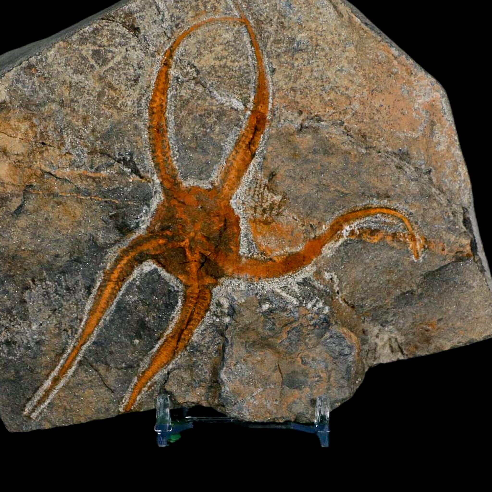 4.3" Brittlestar Ophiura Sp Starfish Fossil Ordovician Age Morocco COA & Stand - Fossil Age Minerals